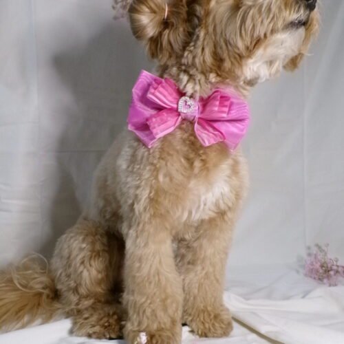 Collare pretty woman