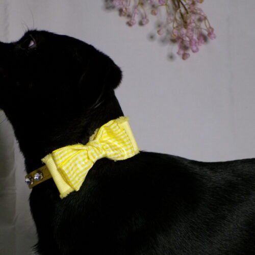 Collare yellow stone