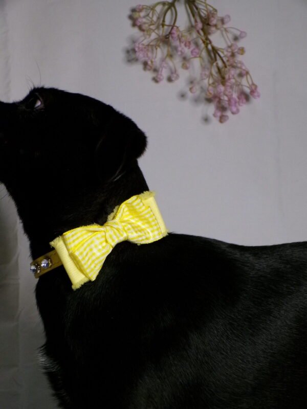 Collare yellow stone